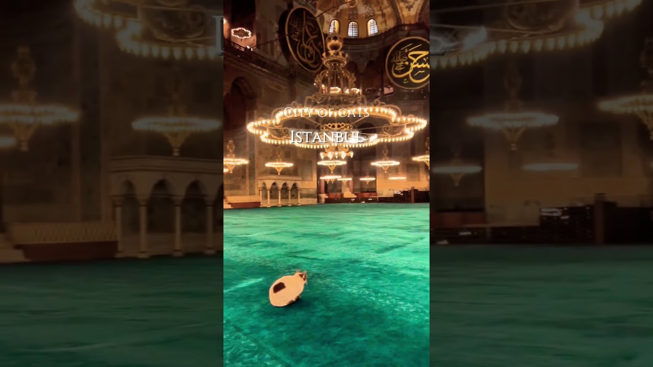 Istanbul; City of cats! Respect🇹🇷 Hagia Sophia mosque 