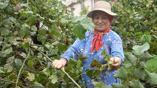 Karadenizde Fındık Hasadı Başladı Resimi