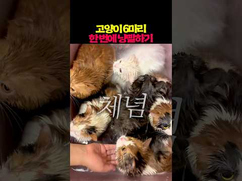 고양이 6마리 한 번에 냥빨하기 thumbnail