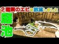 エビ2種類を庭池に放流しました!亀に食べられる?【2018#028】