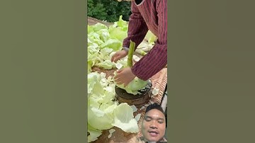 cách muối bắp cải ngon #farming