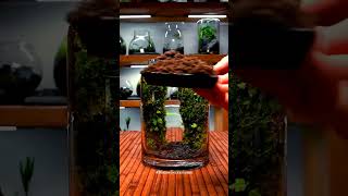 How to Make a Self-Sustaining Desktop Terrarium Easily