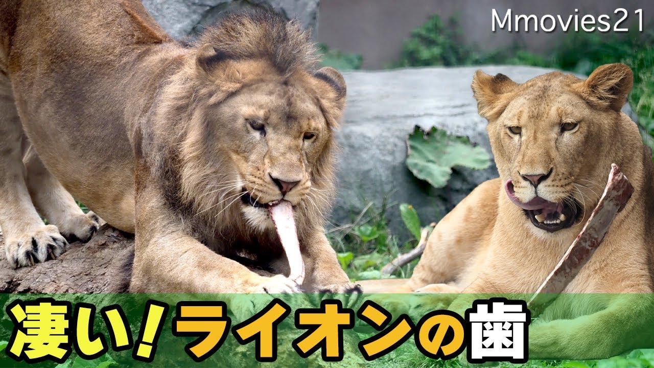 秒で完食】ライオンパーチェの昼ごはんとイトの初体験~Lion Pace & Ito 
