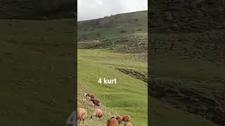 🐺 Erzurum Dağlarinda Kurt Kurt Yargi Dağitiyor