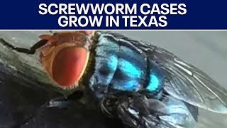 New World screwworm cases growing in Texas | FOX 7 Austin