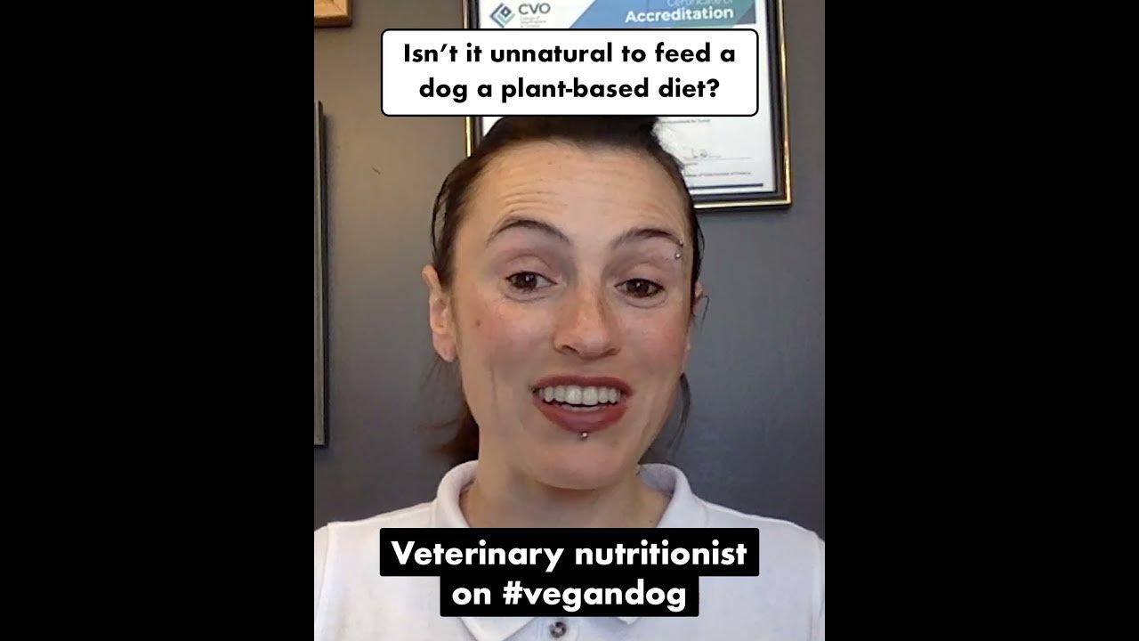 is-it-unnatural-to-feed-a-dog-a-plant-based-diet-vivus-pets-youtube