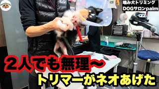 【2回目】他店で2人でも無理ですと言われたチワワのレオくん