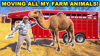 Moving My ENTIRE BACKYARD FARM to the NEW PROPERTY!!! (Ralph Was Angry)