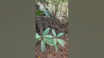 Sống trong rừng với chó cá và rái cá toàn thế giới chỉ có mình Tiun làm được