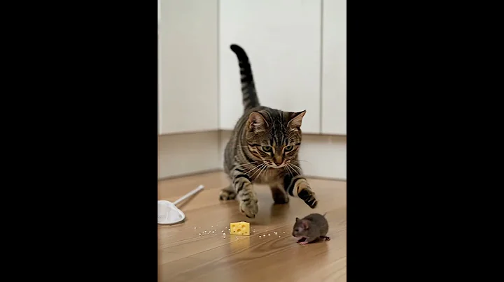 Watch the video about When Your Training Finally Pays Off 😂 | Cat vs. Mouse Battle in the Kitchen 🐭🍞” #funny #pets #cute