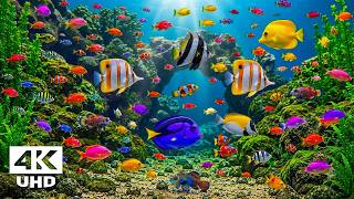 Aquarium 4K ULTRA HD 🐠 Colorful Coral Reef Fish with Peaceful Meditation Music for Sleep screenshot 4
