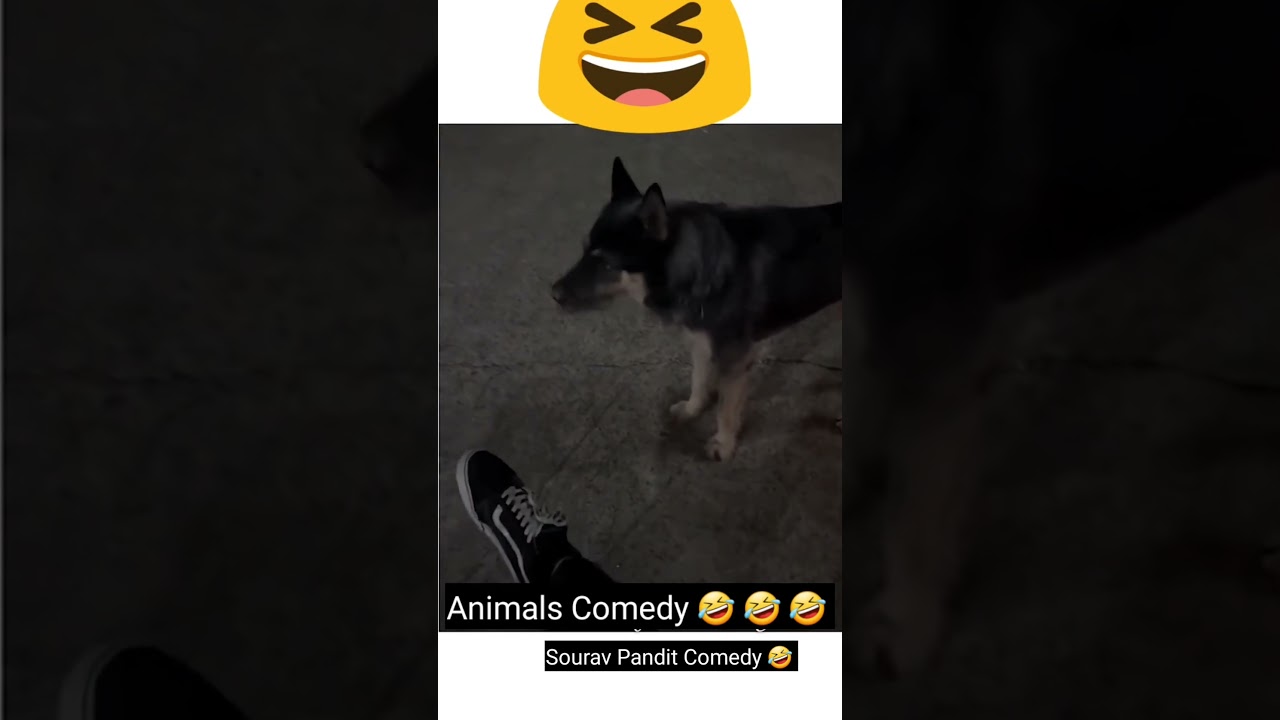Animals Comedy 🤣 🤣 🤣 
