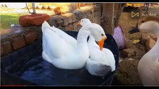 Long Neck Duck (Geese ) Swimming In Pool Morning Routine
