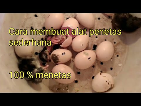 Cara membuat alat Penetas telur sederhana  YouTube