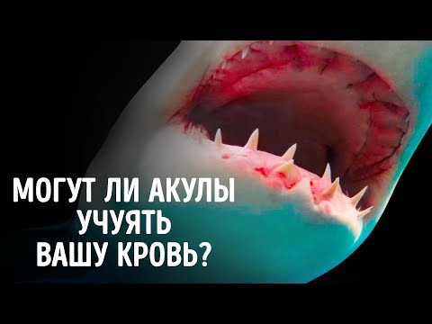 Могут ли акулы учуять кровь за несколько километров?