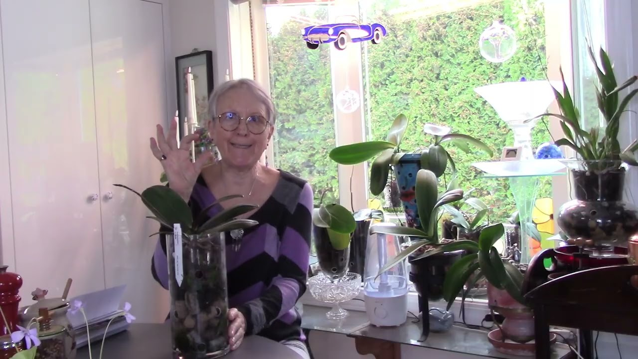 Two   new orchids,   Surprise  health of GC Reyoung Lava, etc.