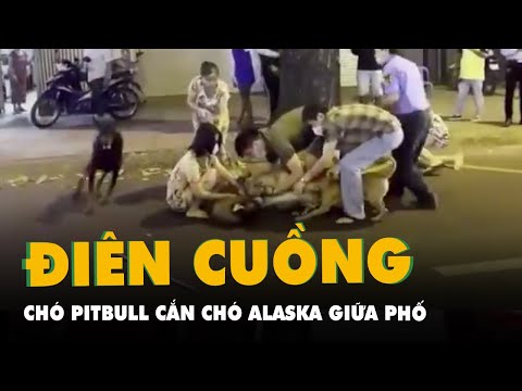 Video Quá nguy hiểm khi can ngăn chó Pitbull cắn chó Alaska... - youtube