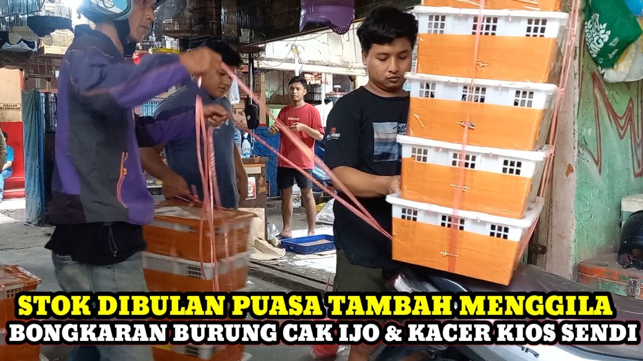 STOK BONGKARAN TAMBAH MENGGILA!!! HARGA BURUNG TERBARU DIKIOS SENDI PASAR BURUNG PRAMUKA HARI INI