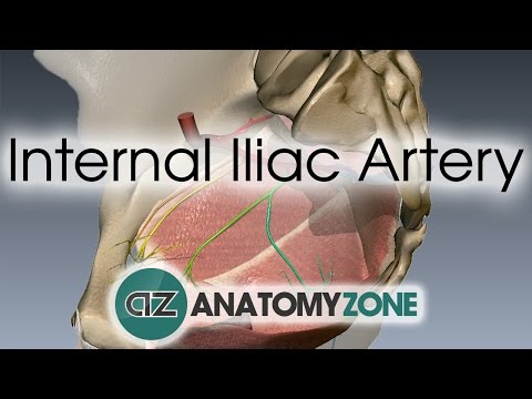 Video: Vidinė Iliacinės Arterijos (hipogastrinės Arterijos) Anatomija, Funkcijos Ir Schema Kūno žemėlapiai