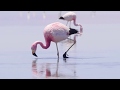 Flying flamingos, Atacama, Chile