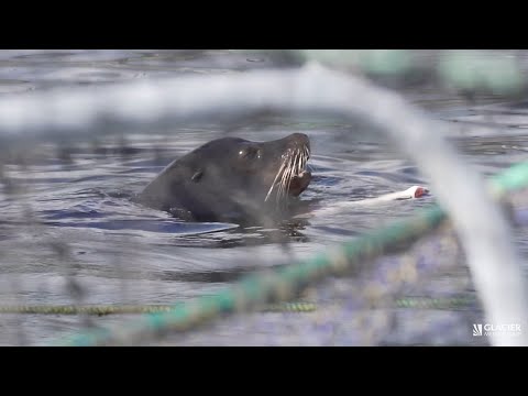 Sea lions feast on salmon after breaking into fish farm