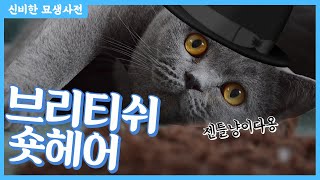 [ENG SUB] 머리부터 발끝까지 동글동글한 고양이! 브리티시 숏헤어의 비밀