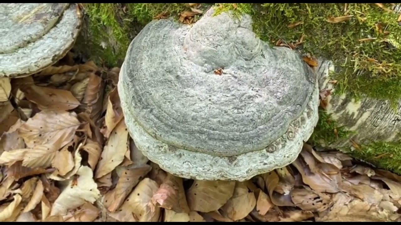 Immunbooster Zunderschwamm - Hochkonzentrierter Wasserextrakt-Auszug
