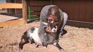 Luvin Arms Animal Sanctuary
