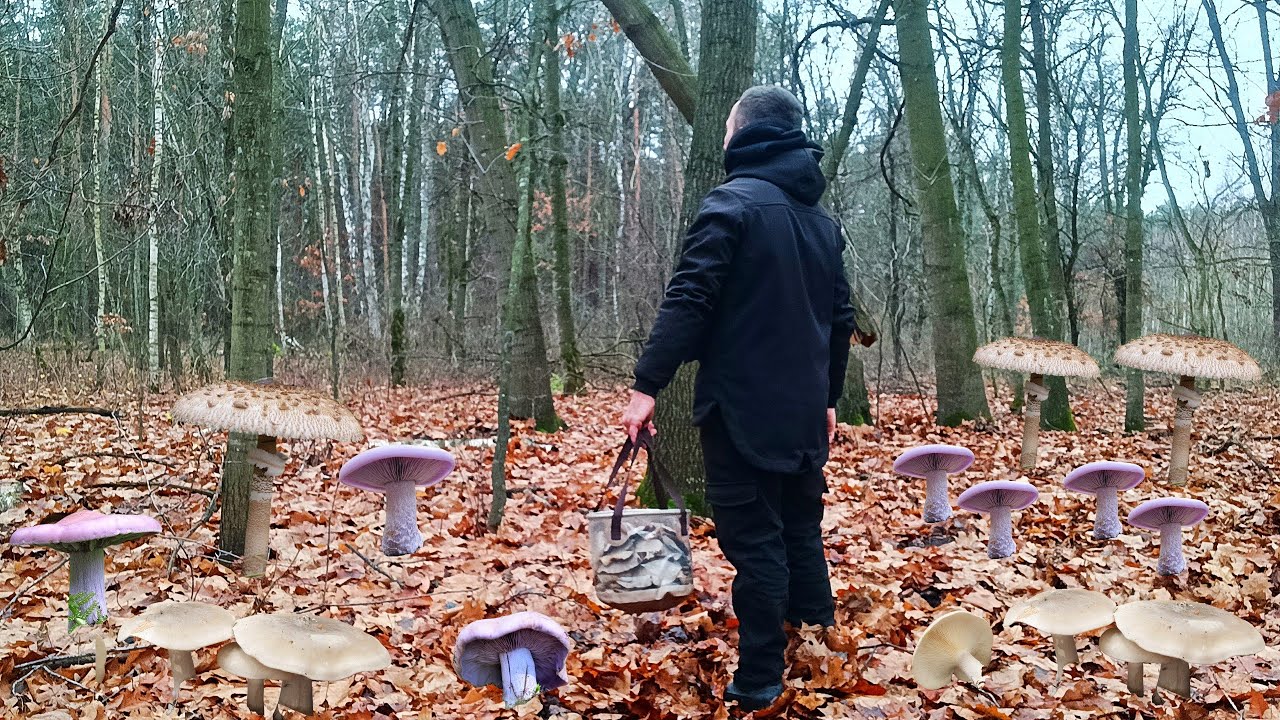 ✨ДИВОВИЖНИЙ ЛІС ПІСЛЯ ДОЩУ! 🌧️ Збираємо Пізньоосінні Гриби 🍄