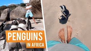 How to See Cape Town's Penguins