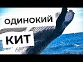 Одинокий кит блуждающий по бескрайнему океану