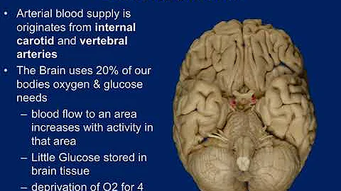 Anatomy and Physiology I: Central Nervous System (CNS)
