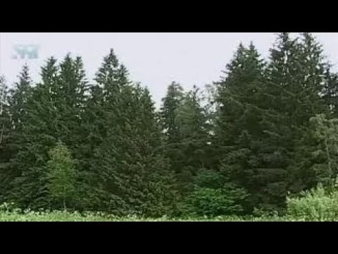 Хвойные леса