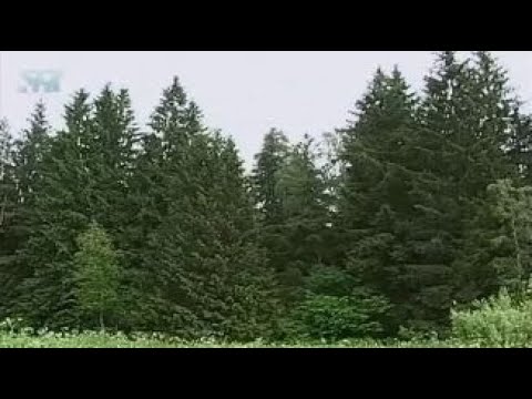Видео: Сколько растений в хвойном лесу?