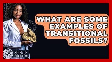 What Are Some Examples Of Transitional Fossils? - Science Through Time