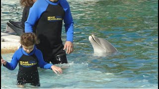 Истината зад плуването с делфини / The Truth behind Swimming with Dolphins