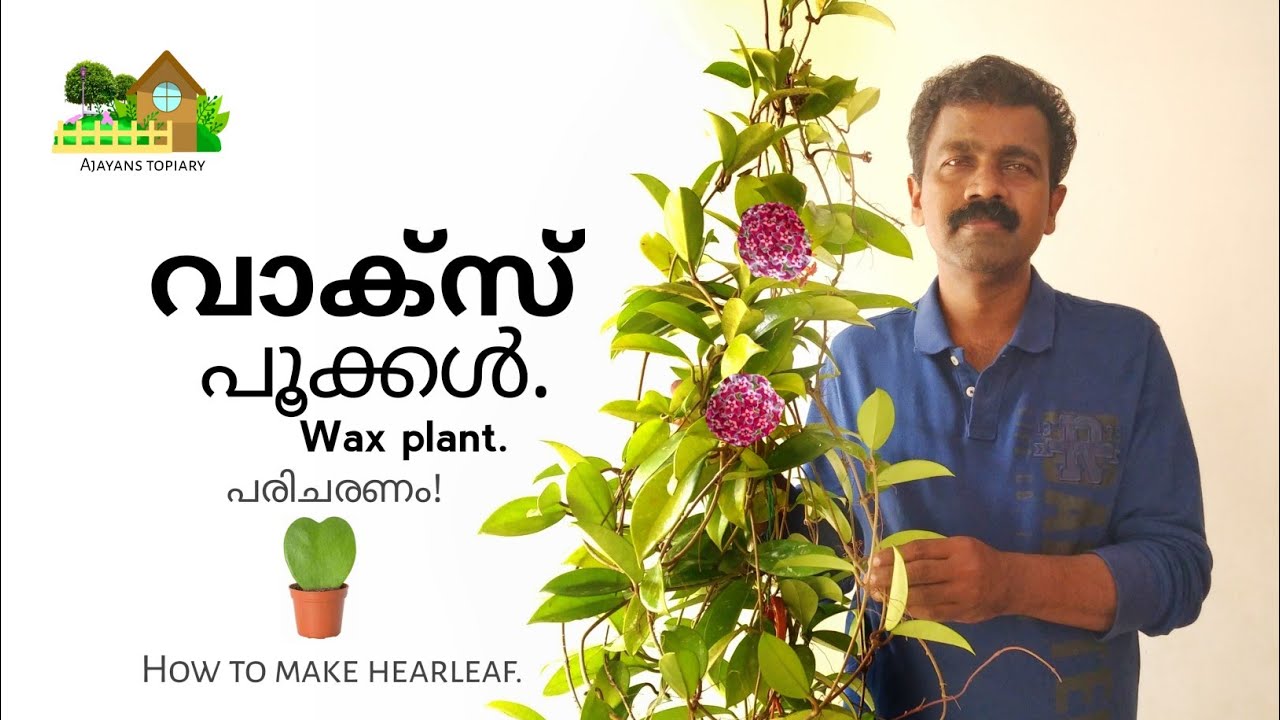 വാക്സ് പൂക്കൾ. പരിചരണം എങ്ങനെ! Wax plant flowering and garden tips in