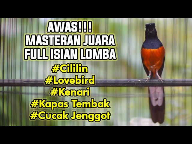 MASTERAN MURAI GACOR FULL ISIAN CILILIN LOVEBIRD KENARI KAPAS TEMBAK CUCAK JENGGOT 100% EMOSI class=