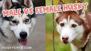 5 KEY Differences of Male vs Female Huskies