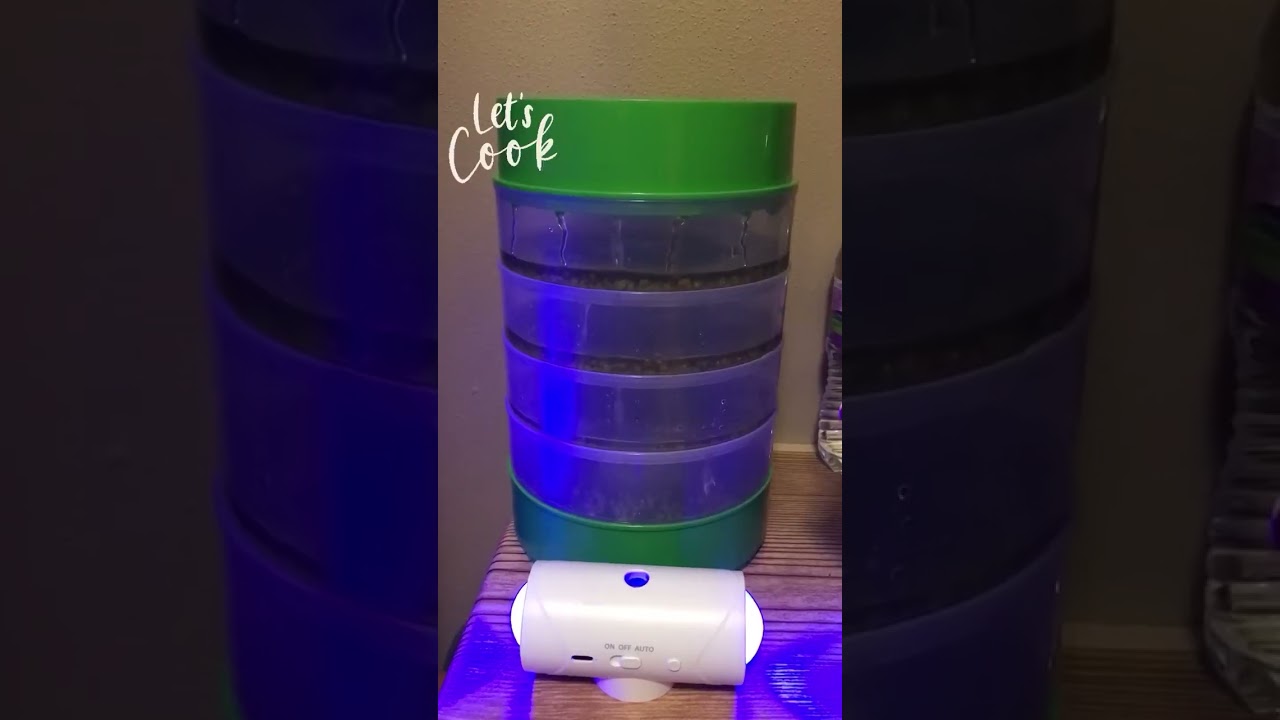 Healthy Lentil Sprouts Recipe | Vlogging in USA 