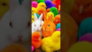 Cute Chick, Rainbow Chick, Colorful Chick, Cute Duck, Cute Rabbit, Turtle