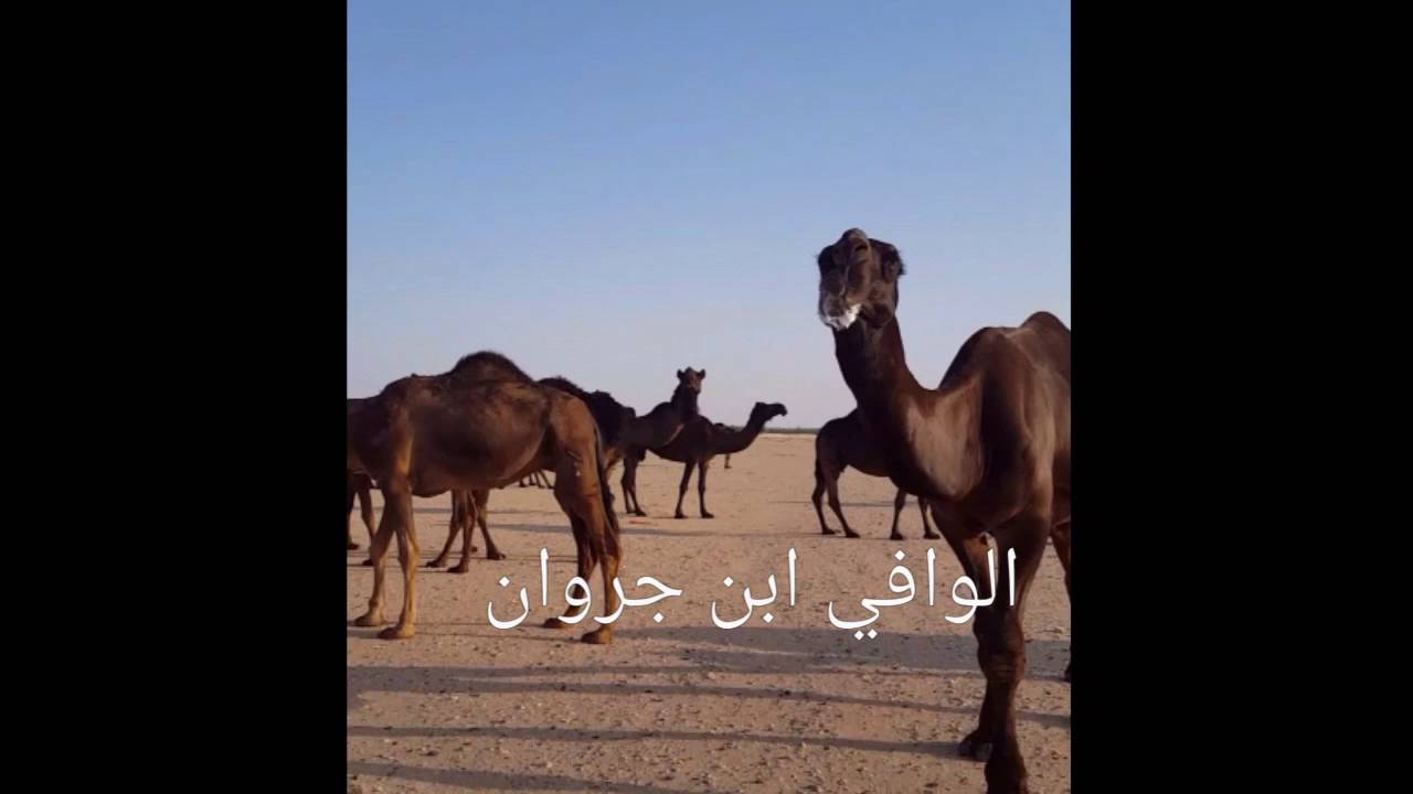 الوافي ابن جروان من افضل فحول الجزيرة