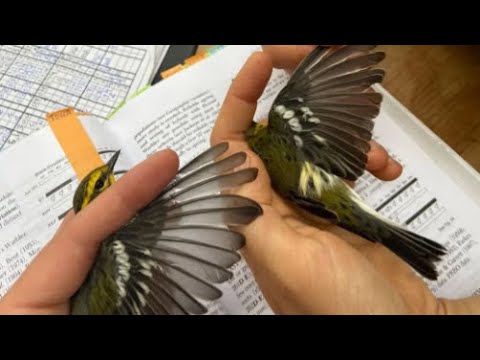 Banding Songbirds at