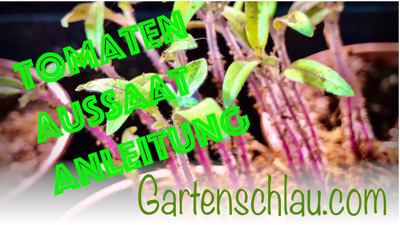 Tomaten aussäen und pikieren: Die komplette Anleitung