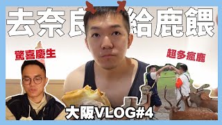 來奈良被鹿咬🔥根本喪屍圍城！以及在日本被驚喜慶生！｜大阪VLOG#4｜阿啾小日常