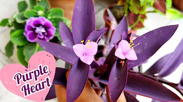 How to grow n care purple heart plant || shampy's garden, purple heart from cutting