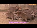 カピバラ （姫路市立動物園篇）令和生まれの六つ子ちゃん