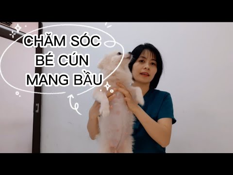 Video Hướng dẫn cách chăm sóc và nhận biết chó mang bầu... - youtube
