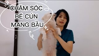 Hướng dẫn cách chăm sóc và nhận biết chó mang bầu (mang thai) mạnh khoẻ