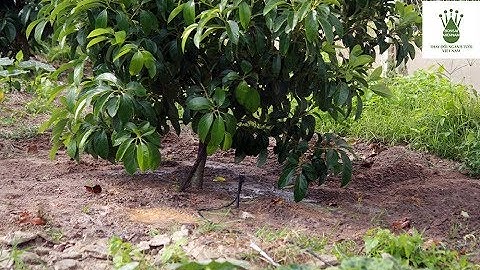 Mô hình tưới cho cây bơ áp dụng béc chống tắc BS5000,